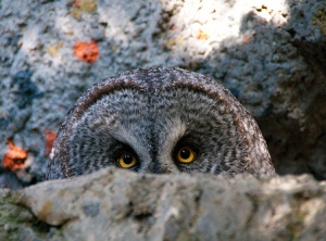 Photo taken by Dave King (http://www.flickr.com/photos/djking/)