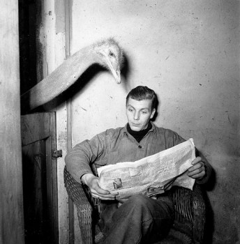 Ostrich reads newspaper of caretaker (Source: National Archives of the Netherlands)