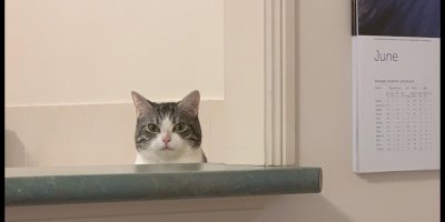 Jennifer Luke's cat Patches, who was my "benevolent invigilator" when I was finishing the paper. Cat staring over counter with deadpan expression.