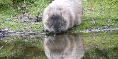 Photo posted on Twitter by David Ball (@goonermudpicker) with the caption: "Camped at Maria Island, Tasmania recently. My wife took this photo. Thought I would share." | twitter.com/goonermudpicker/status/1449970290558078979